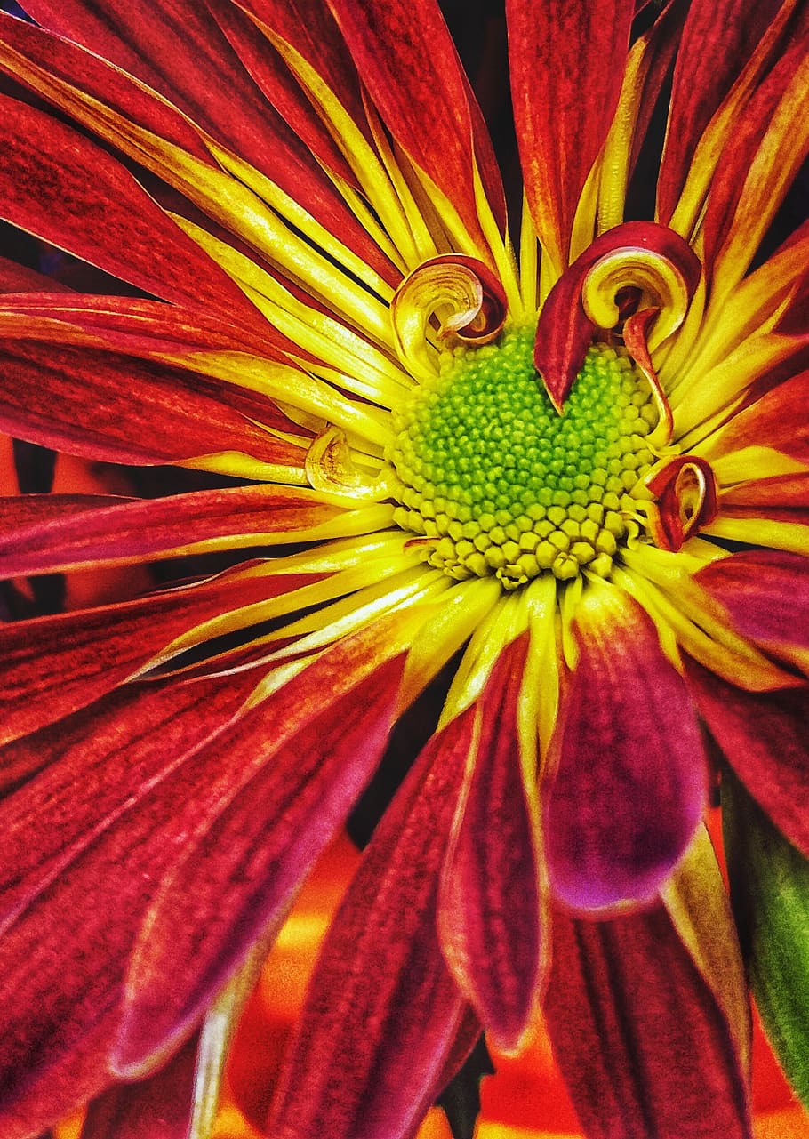 Flower, Nature, Flora, Color, Bright, Orange, Red, - Your Imperfections Are Marks Of Authenticity - HD Wallpaper 