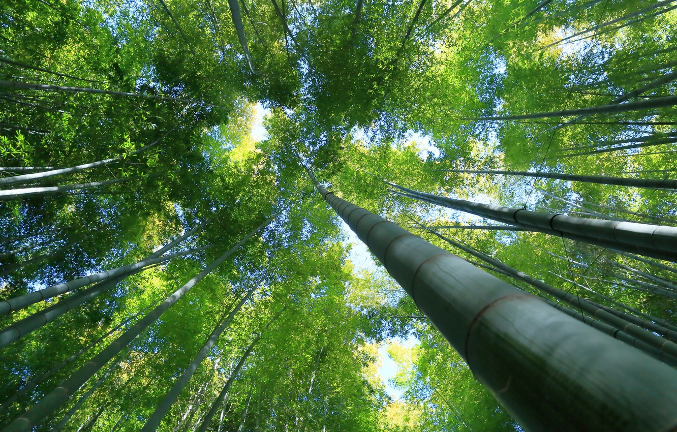 Photo Wallpaper Trees, Green, Bamboo - Wallpaper - HD Wallpaper 