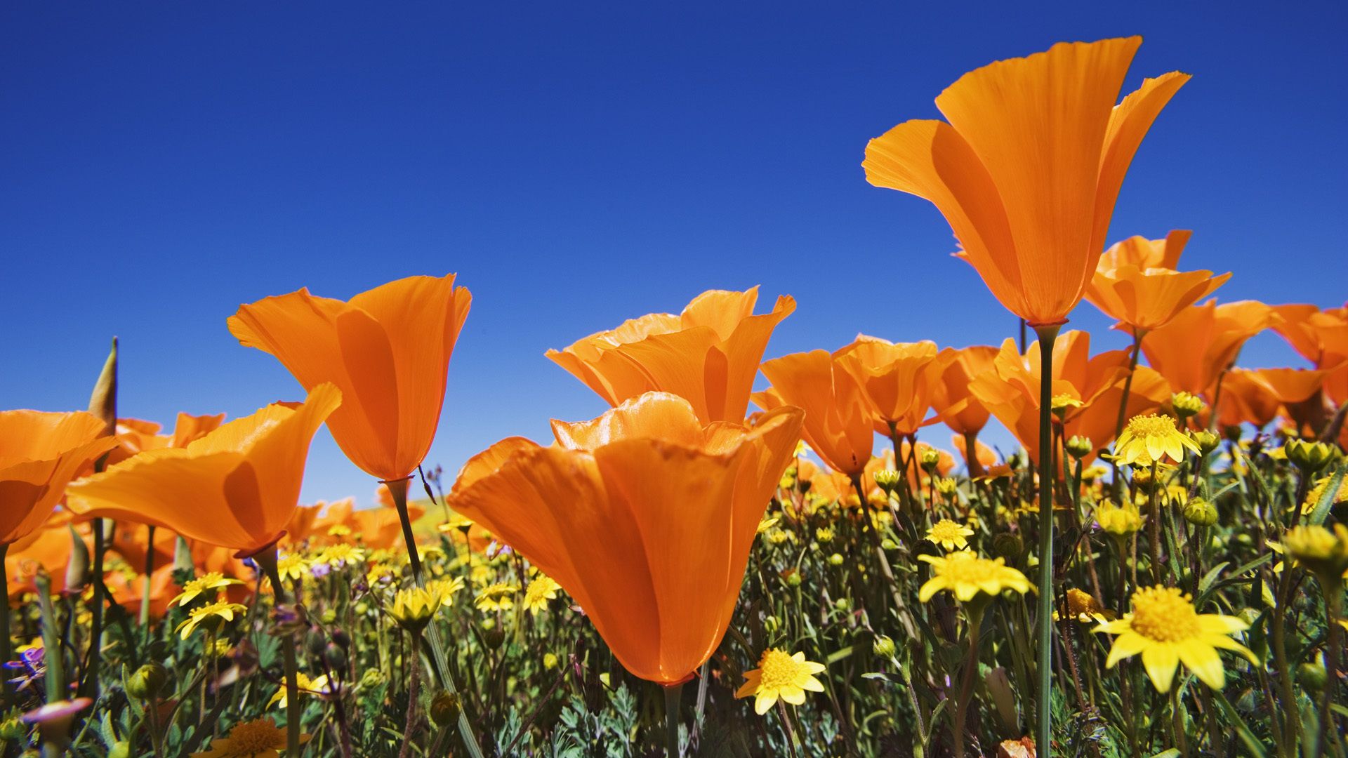 Flowers, Bright, Orange, Poppies, Field, Summer, Sky, - Orange And Blue Summer - HD Wallpaper 