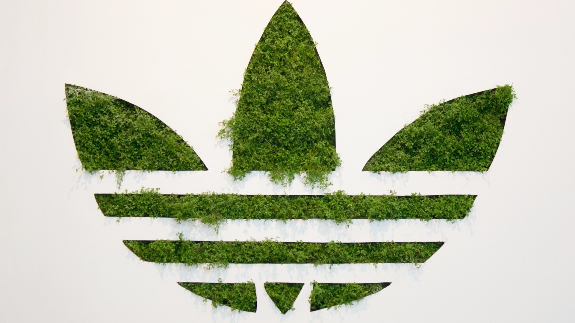 Pics Photos Adidas Logo Wallpaper White Adidas Logo - Green Adidas Logo - HD Wallpaper 