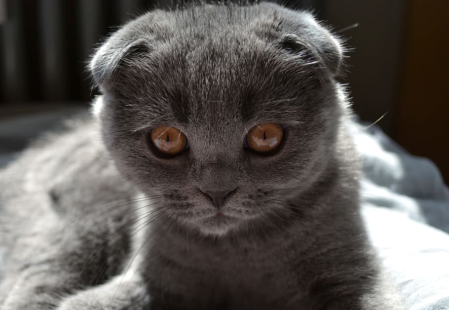 Cat, Kitten, Pet, Cute, Sweet, Mieze, Adidas, Young - HD Wallpaper 