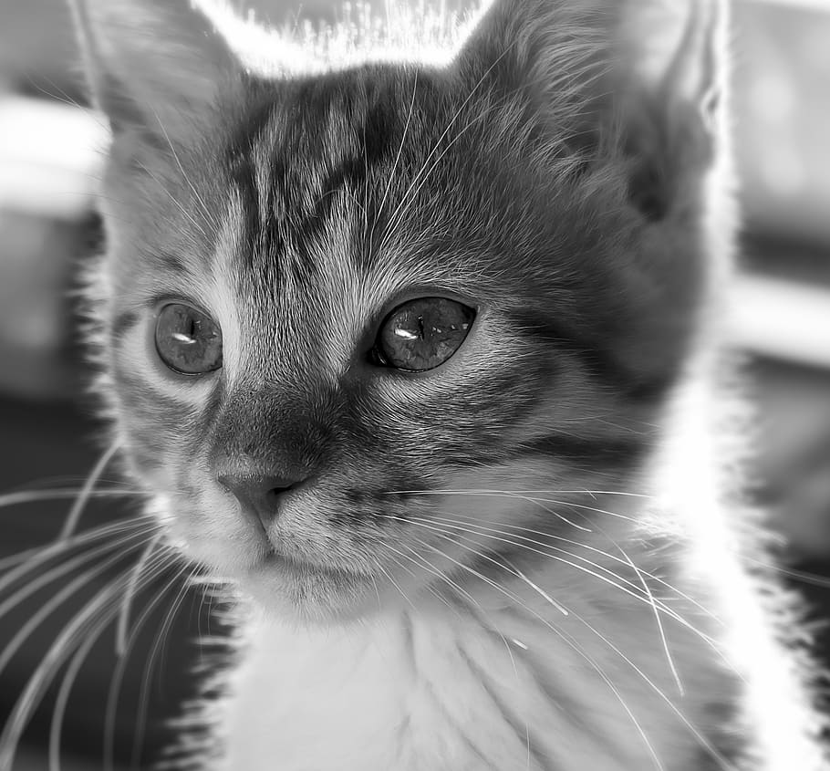 Cat, Kitten, Cute, Pet, Domestic Cat, Animal, Adidas, - HD Wallpaper 