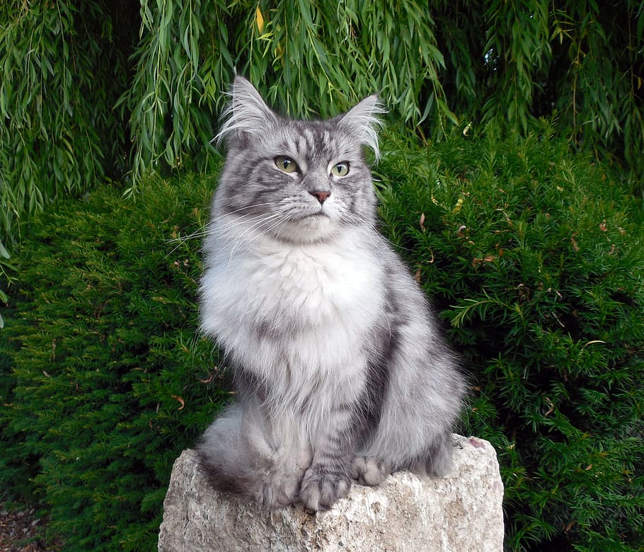 Cat, Adidas, Fur, Pet, Cat Fur, Domestic Cat, Cute, - HD Wallpaper 