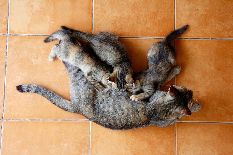 Cat, Kitten, Cat Baby, Cute, Pet, Domestic Cat, Animal, - Animales Domesticos Gatos Bebes - HD Wallpaper 