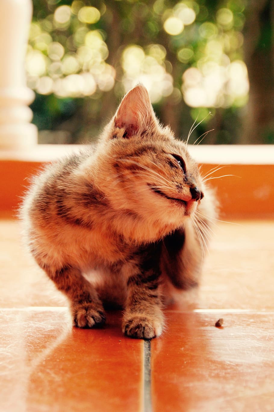 Cat, Kitten, Cat Baby, Cute, Pet, Domestic Cat, Animal, - Asian - HD Wallpaper 