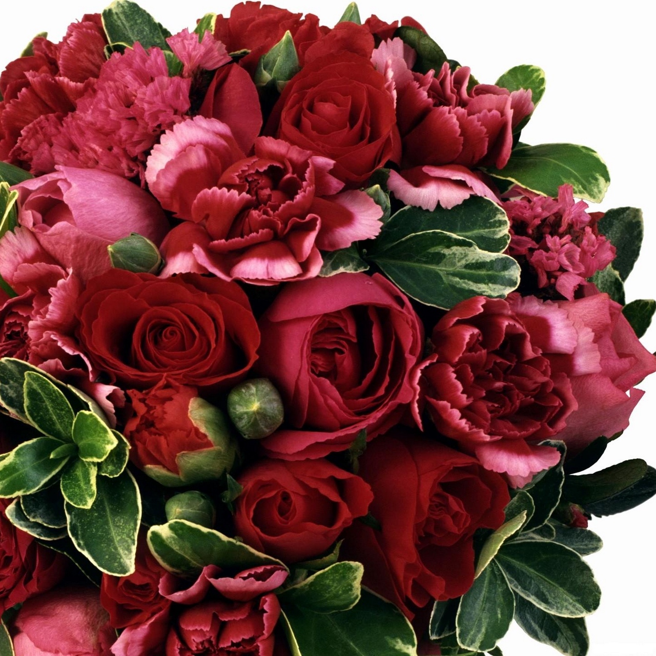 Wallpaper Roses, Carnations, Flowers, Maroon, Flower, - Обои На Айфон 5с Бордо - HD Wallpaper 
