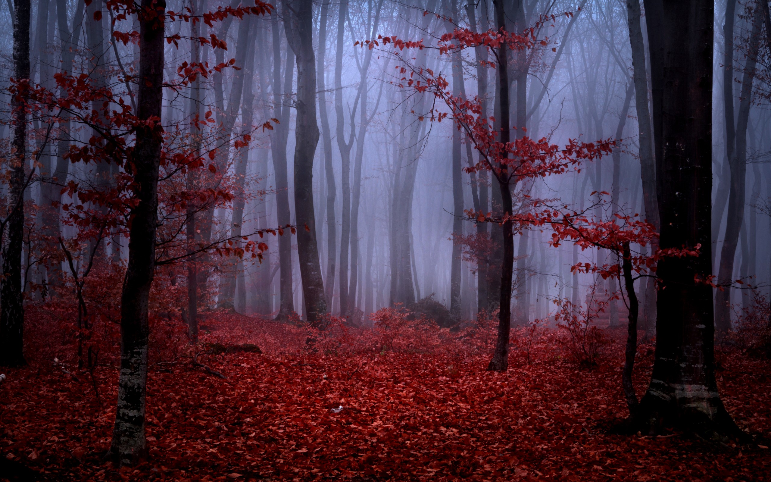 Maroon Background Wallpaper - HD Wallpaper 