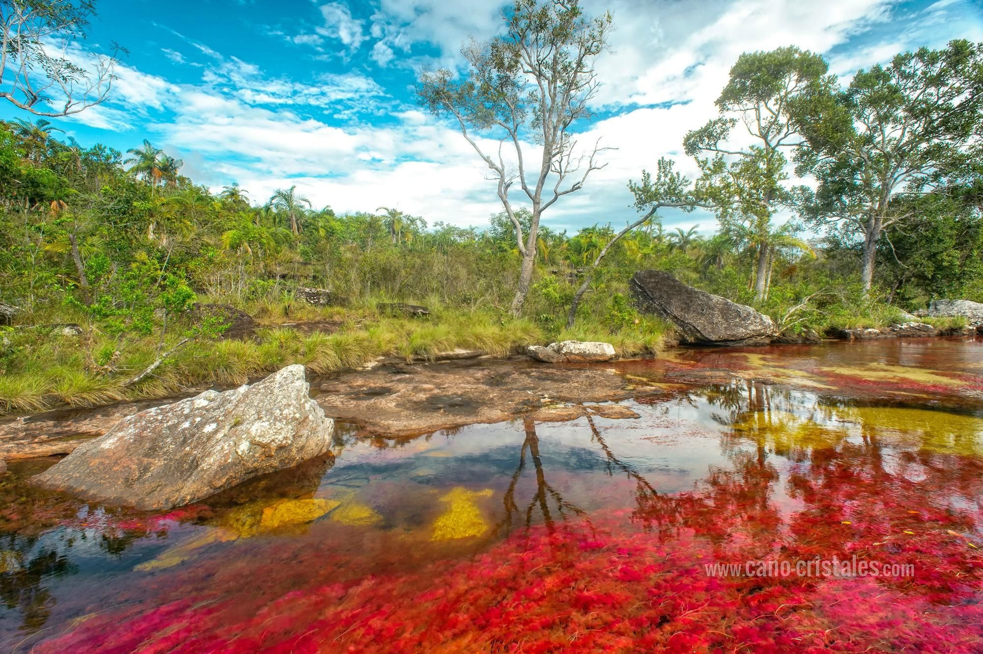 Caño Cristales - HD Wallpaper 