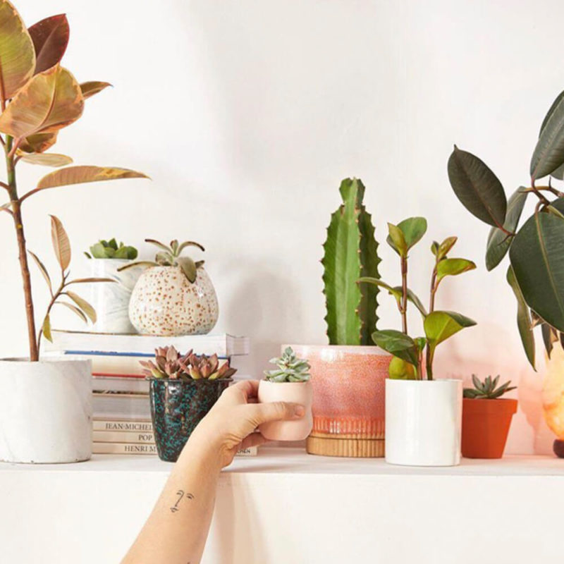 Houseplant - HD Wallpaper 