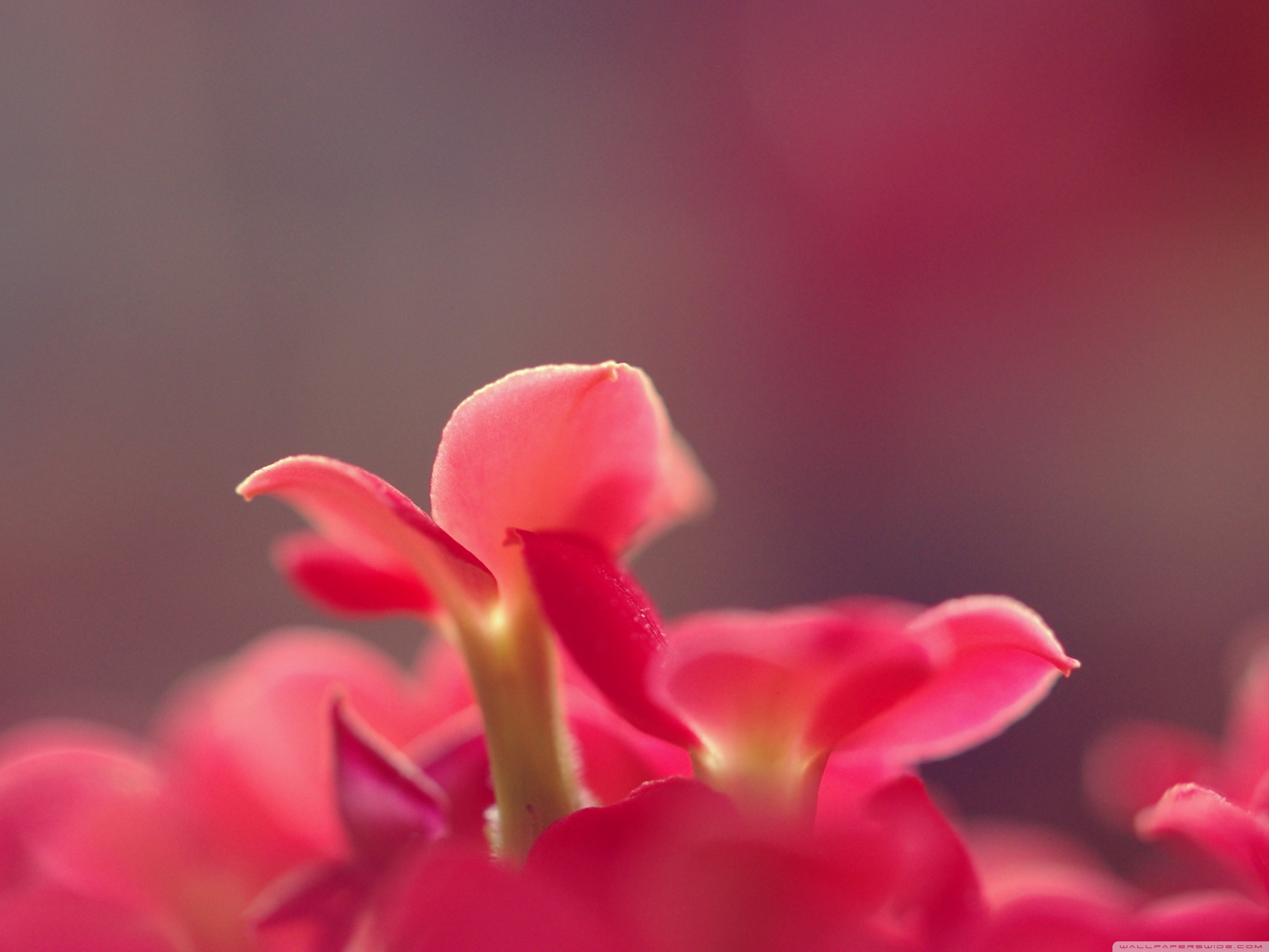 Flower - HD Wallpaper 