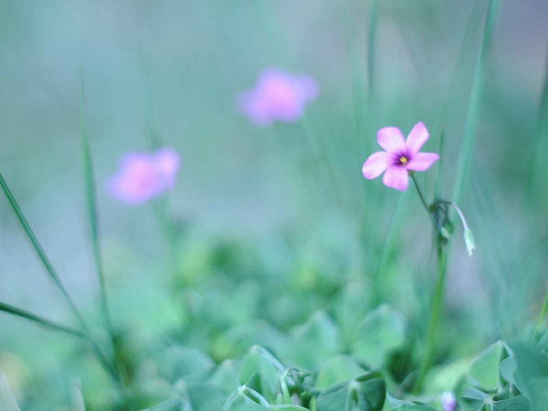 Wallpaper Flower, Grass, Fuzzy, Greenery, Light - Wallpaper - HD Wallpaper 