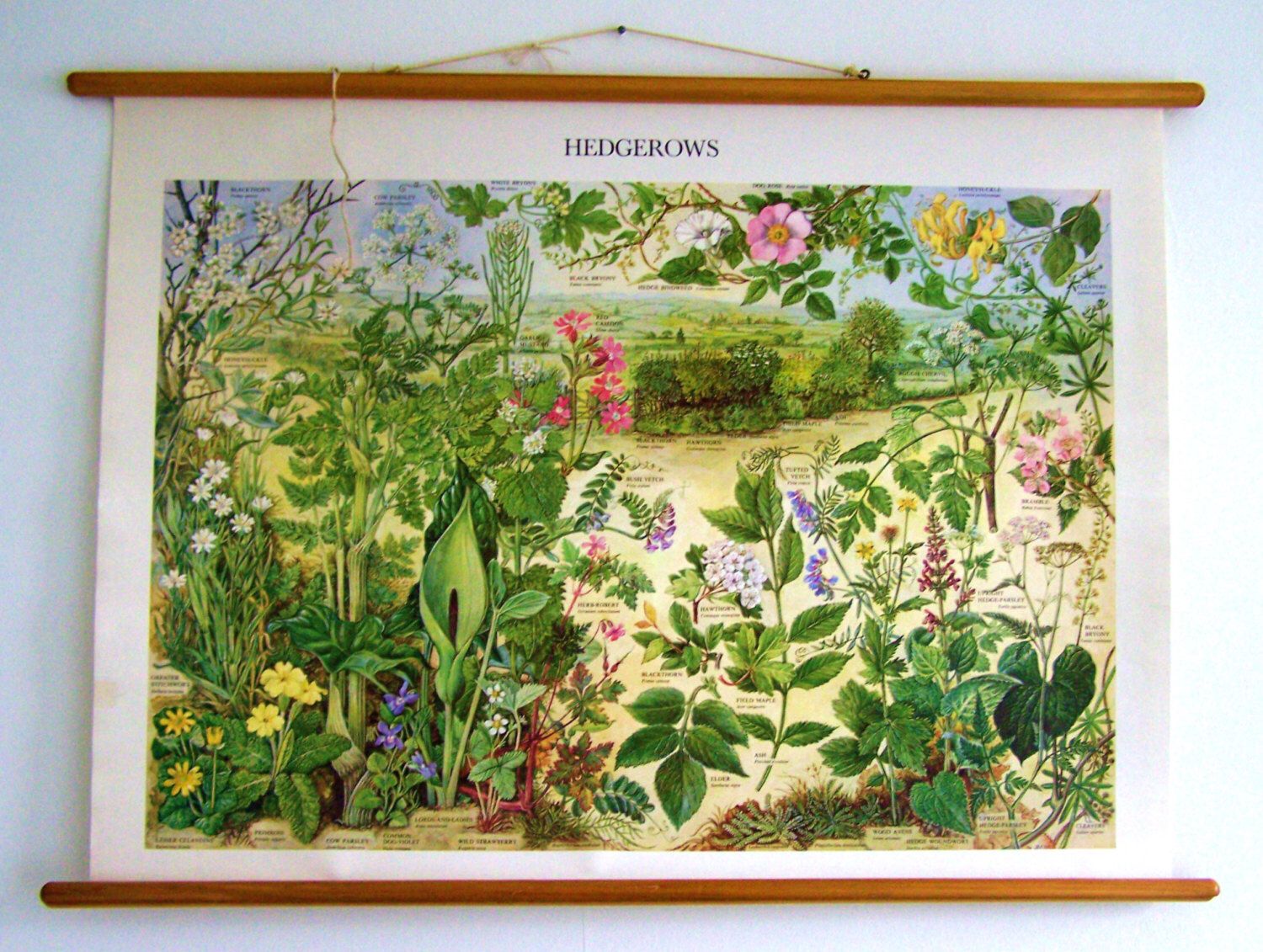 Bellflower - HD Wallpaper 