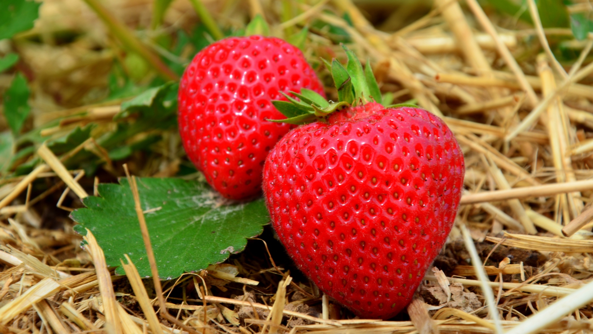 Wallpaper Strawberry Grass Close-up - Asexual And Sexual Reproduction