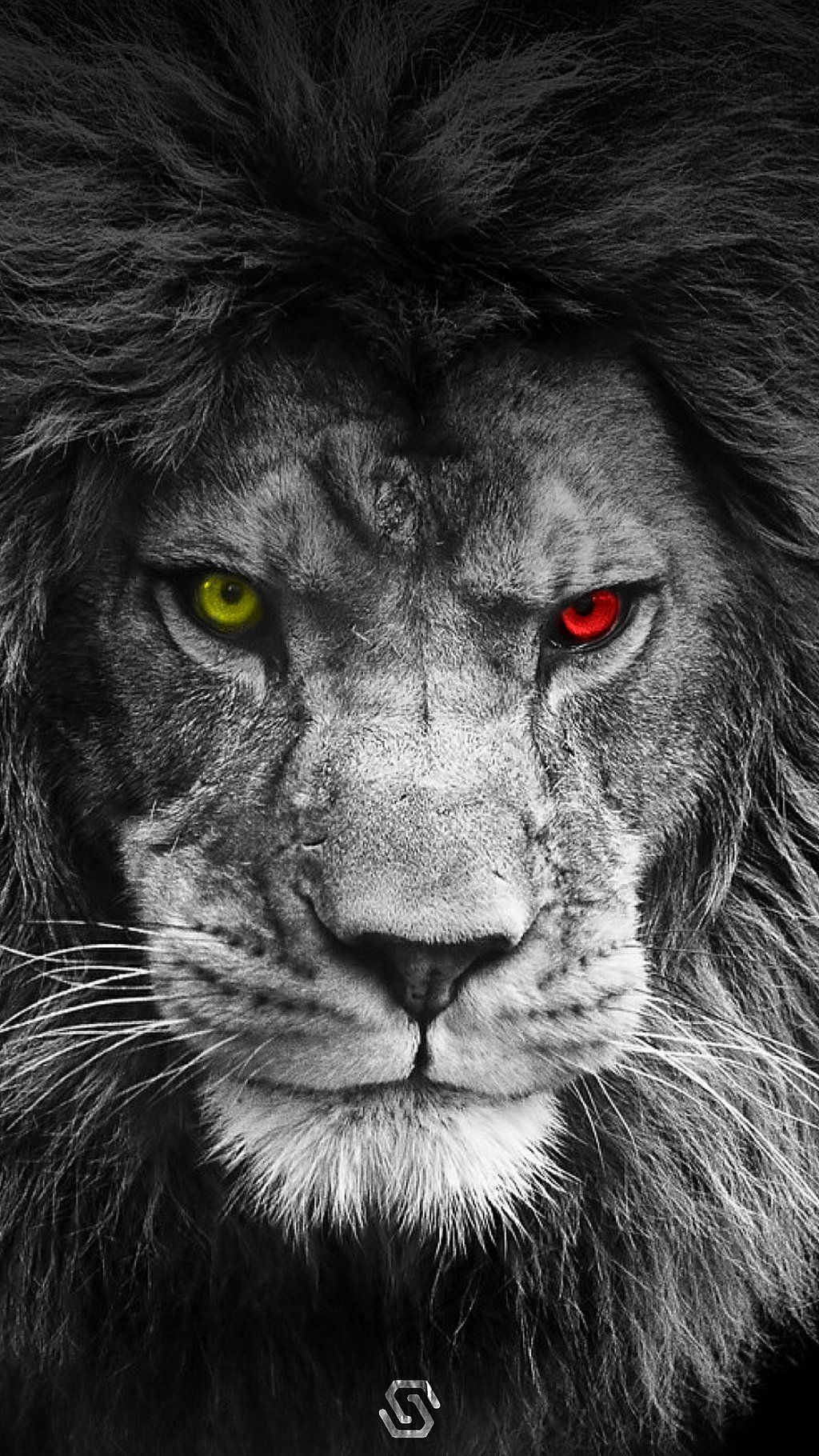 Galatasaray Lion - HD Wallpaper 