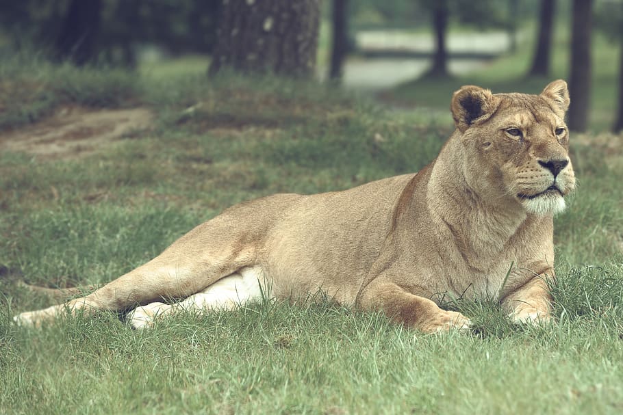Lioness Lying On Grass Field, Mammal, Animal Themes, - HD Wallpaper 