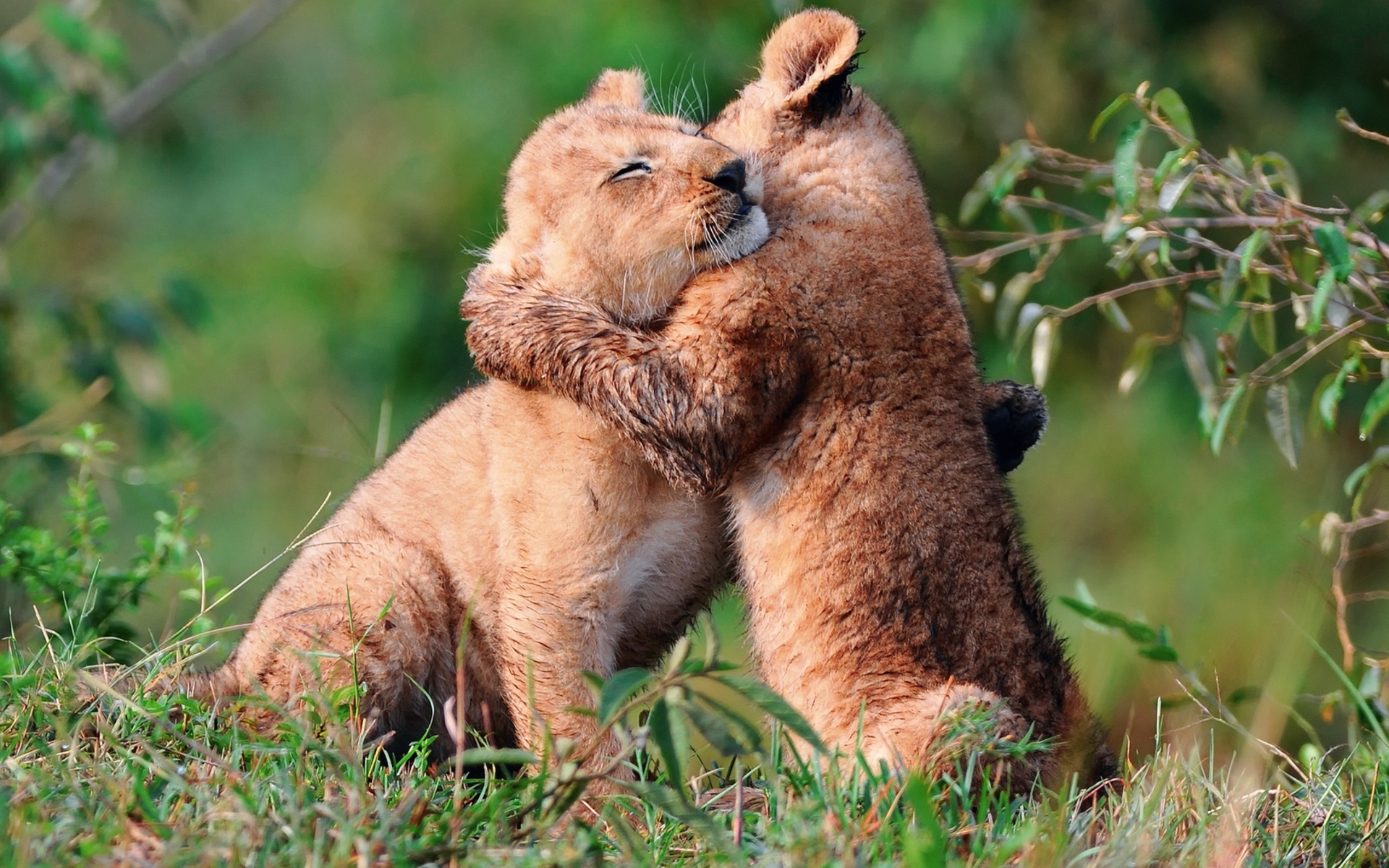 Lion Cubs Hugging - HD Wallpaper 