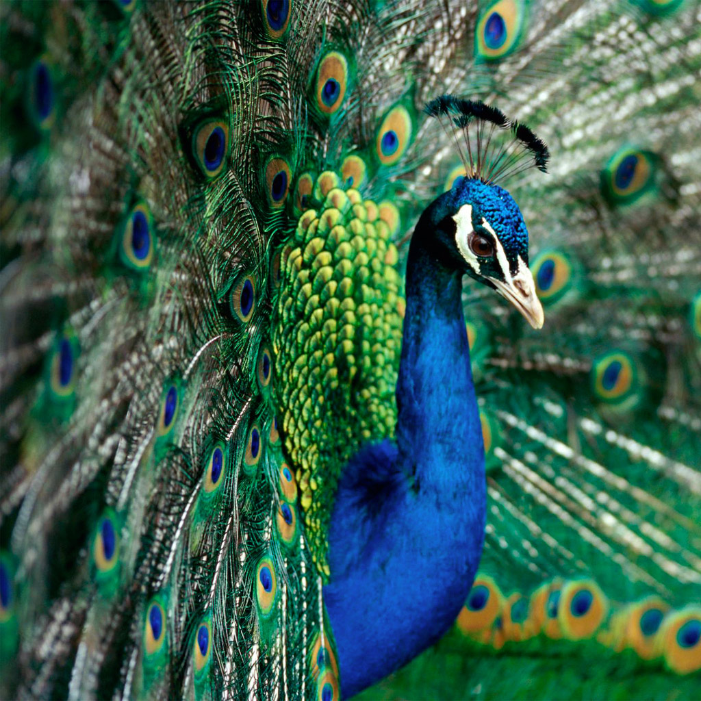 Beautiful Peacock - HD Wallpaper 