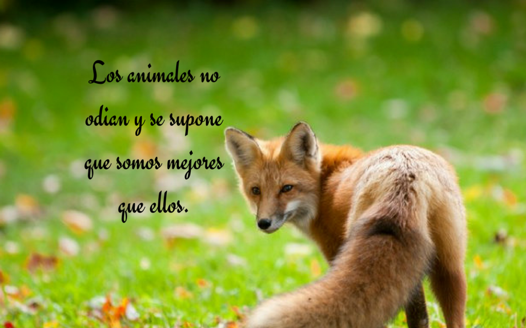 Frases Bonitas De Animales - Animal - HD Wallpaper 
