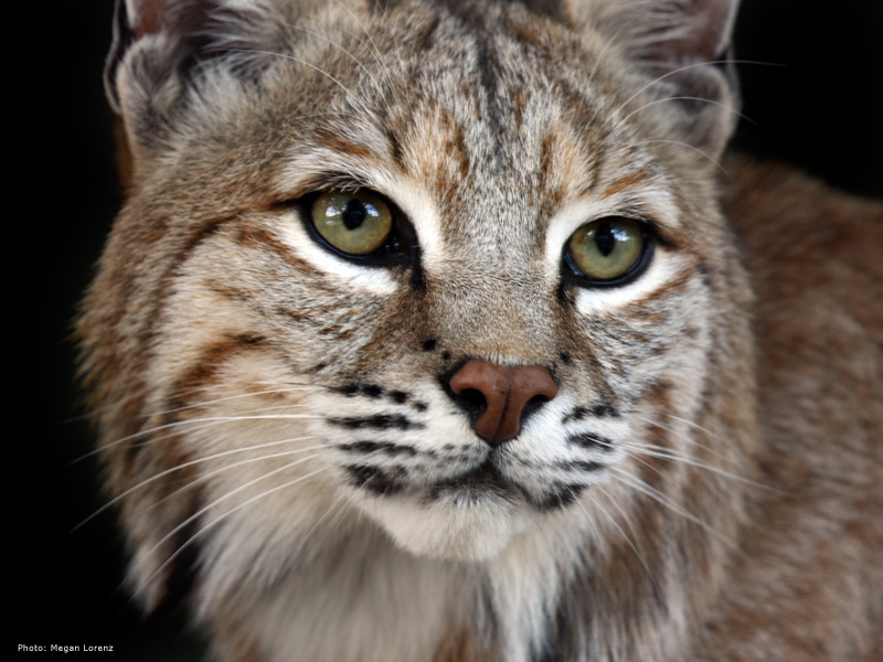 Bobcat - Bobcat Face - 800x600 Wallpaper - teahub.io