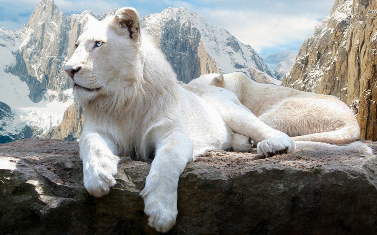 White Lion Images On Mountain Hd - HD Wallpaper 