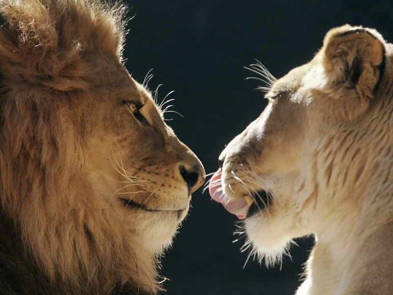 Lion Man And Woman - HD Wallpaper 