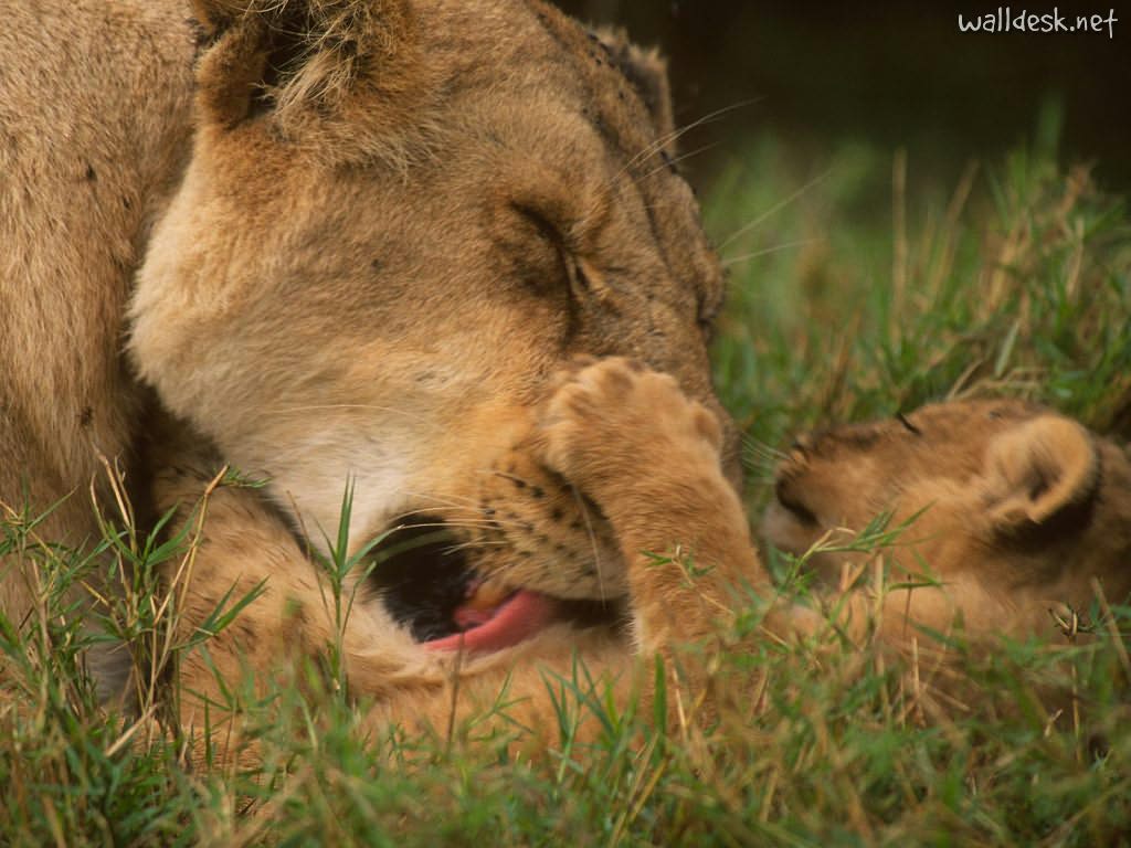 Lion Bath - HD Wallpaper 