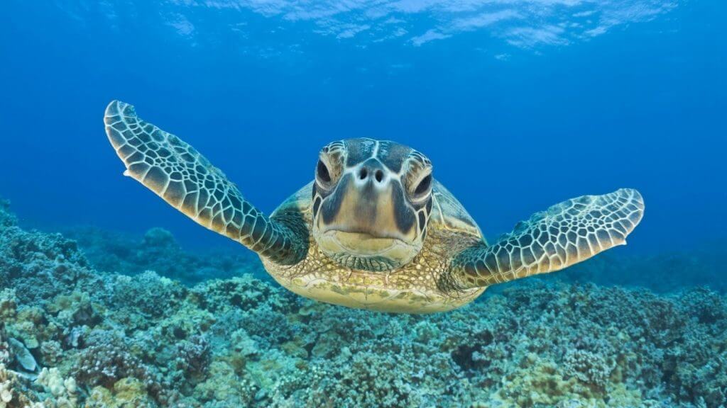 Underwater Wallpaper Sea Turtle - HD Wallpaper 