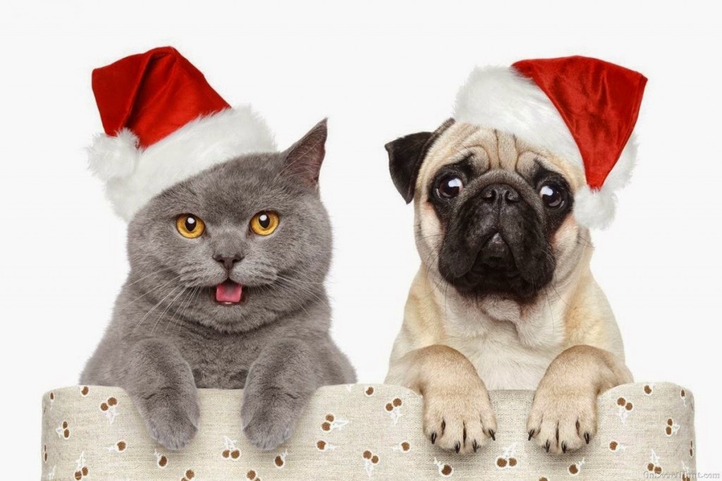 Christmas Cat And Dog - HD Wallpaper 