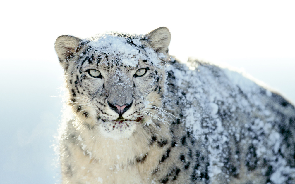 Snow Leopard Background - HD Wallpaper 