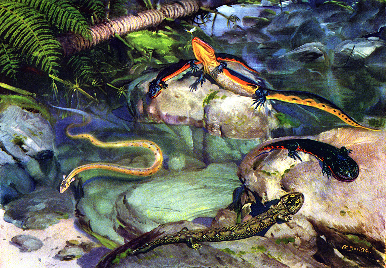 Prehistoric Reptiles And Amphibians - HD Wallpaper 