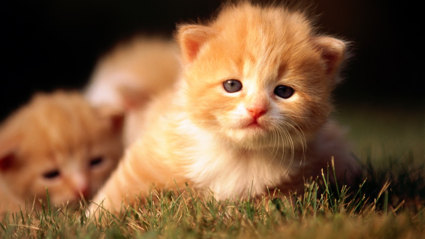 Hd Wallpaper Cute Cat Photo - Stylish Cute Cat Hd - HD Wallpaper 