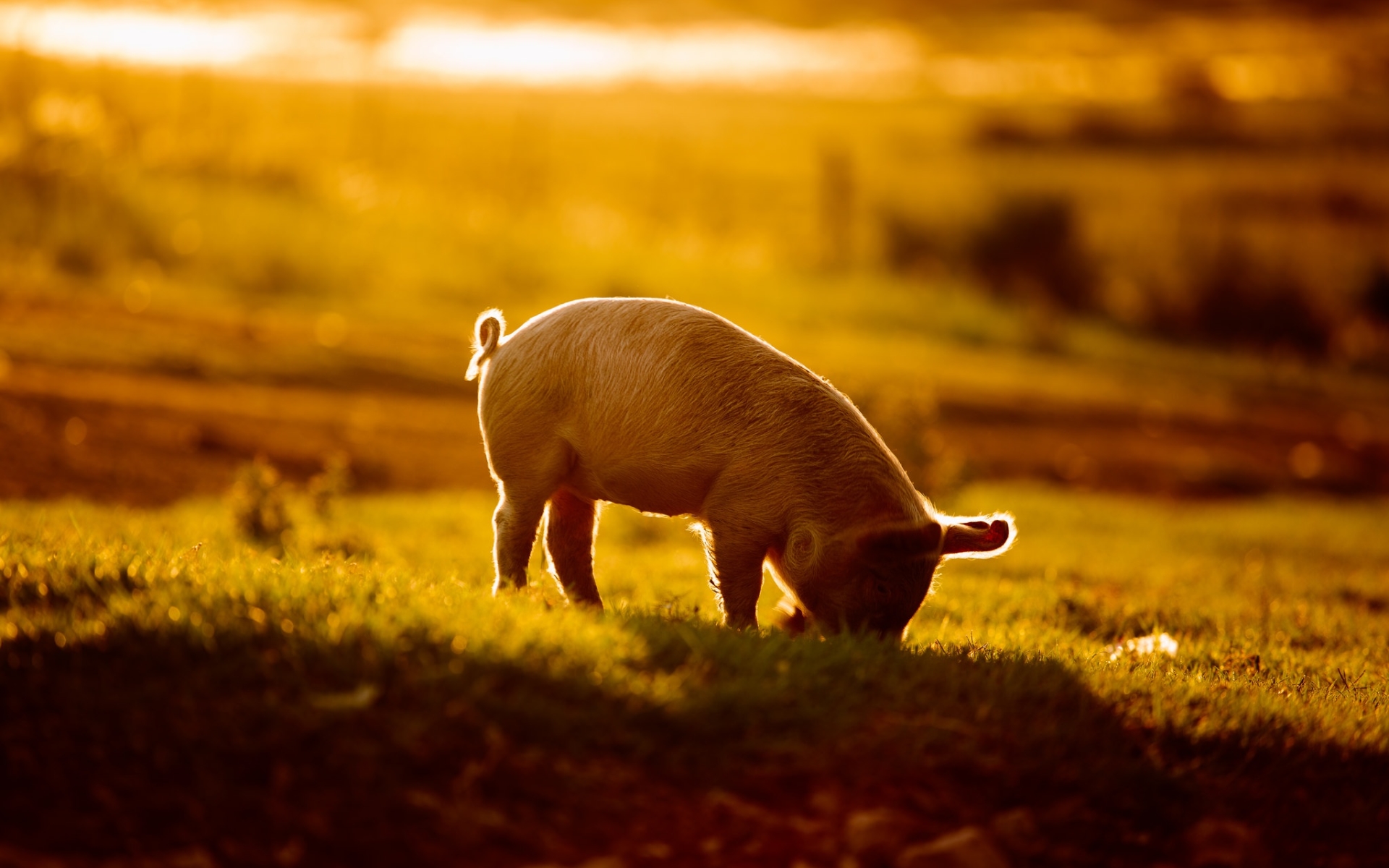 Piglet, Sunset, Small Pig, Farm, Pigs, Funny Animals, - Pig In The Sunset - HD Wallpaper 