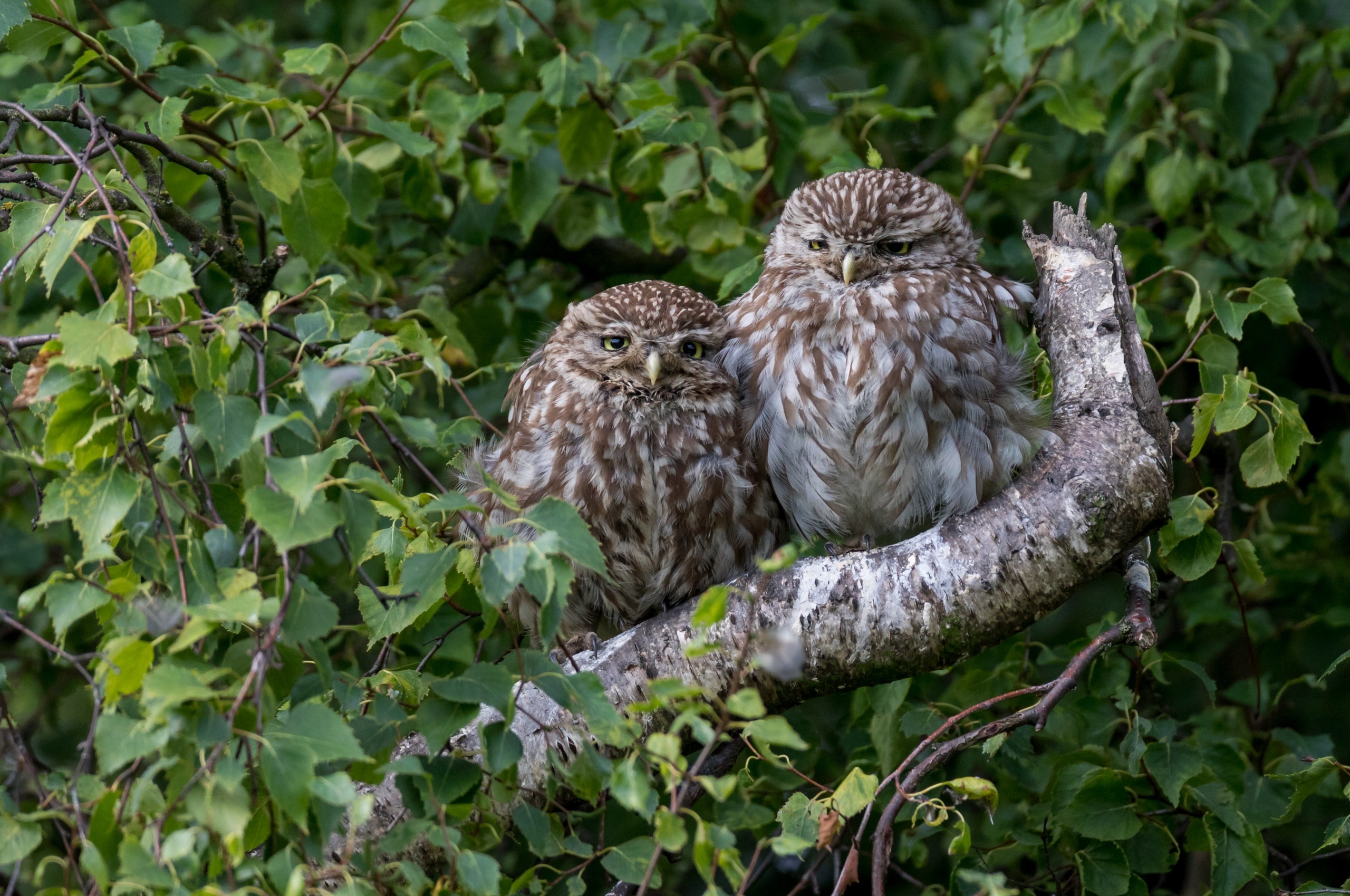 Animal - HD Wallpaper 