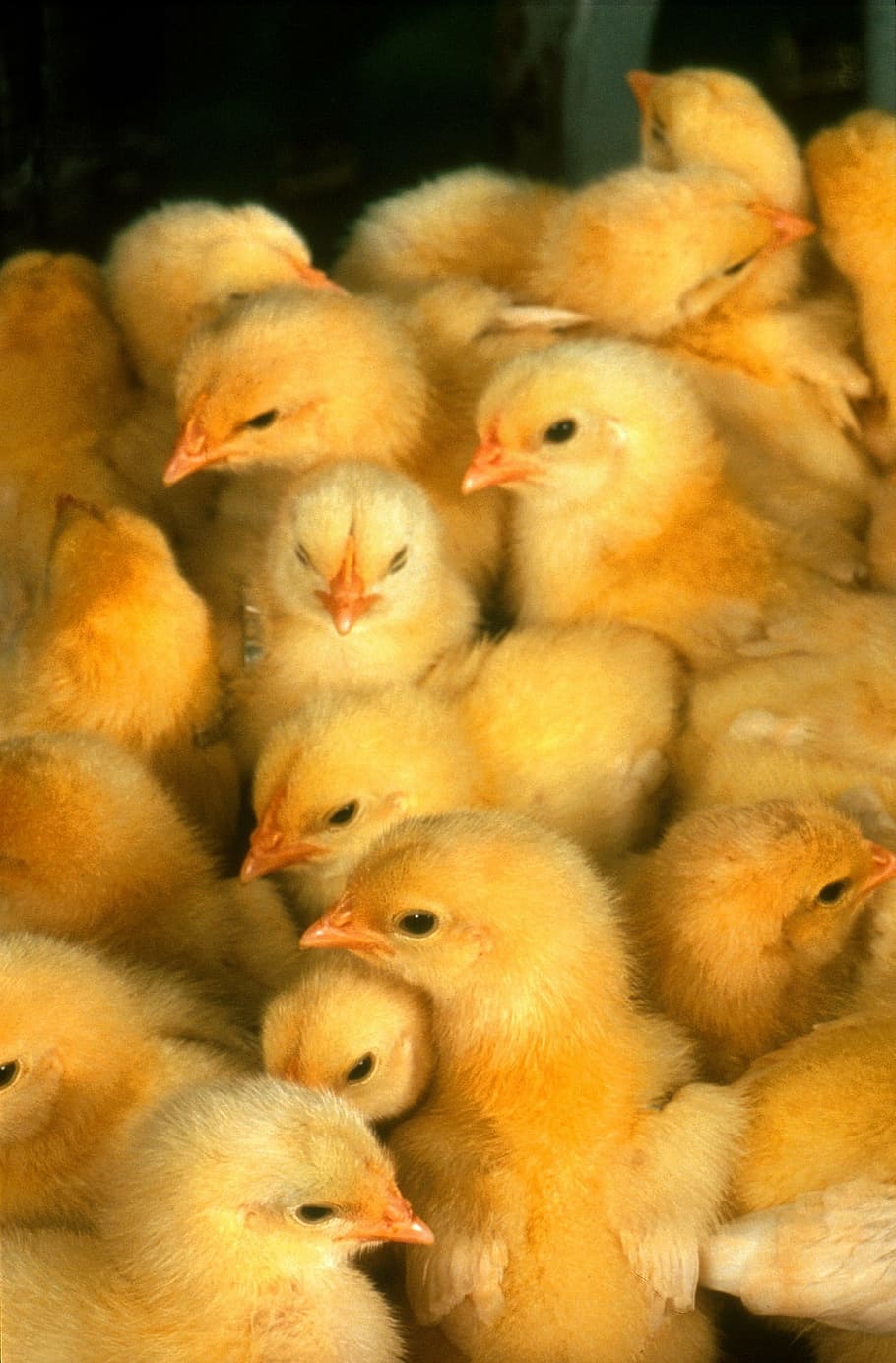 Baby Chickens, Chicks, Yellow, Cute, Small, Young, - Baby Chicken - HD Wallpaper 