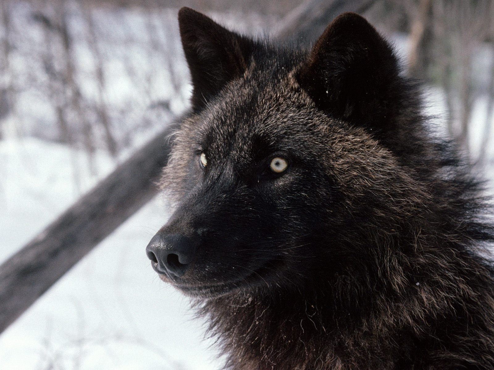 Wolves Animals - HD Wallpaper 