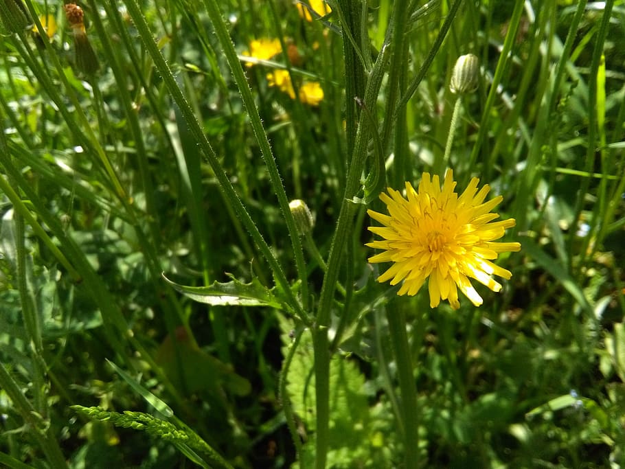 Yellow, Pretty, Flower, Spring, Cute, Small, Nature, - Dandelion - HD Wallpaper 