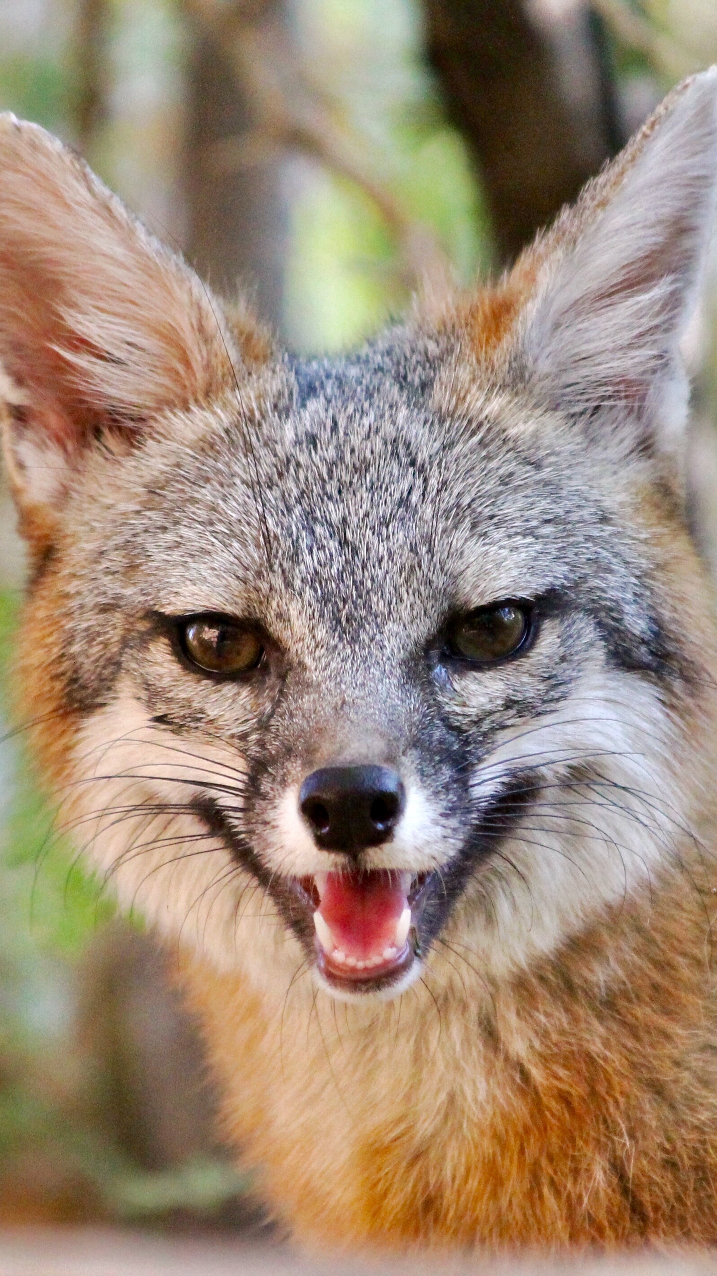 Wallpaper Fox, Smile, Animal, Brown, Cute - Grey Fox - 1440x2560 Wallpaper  