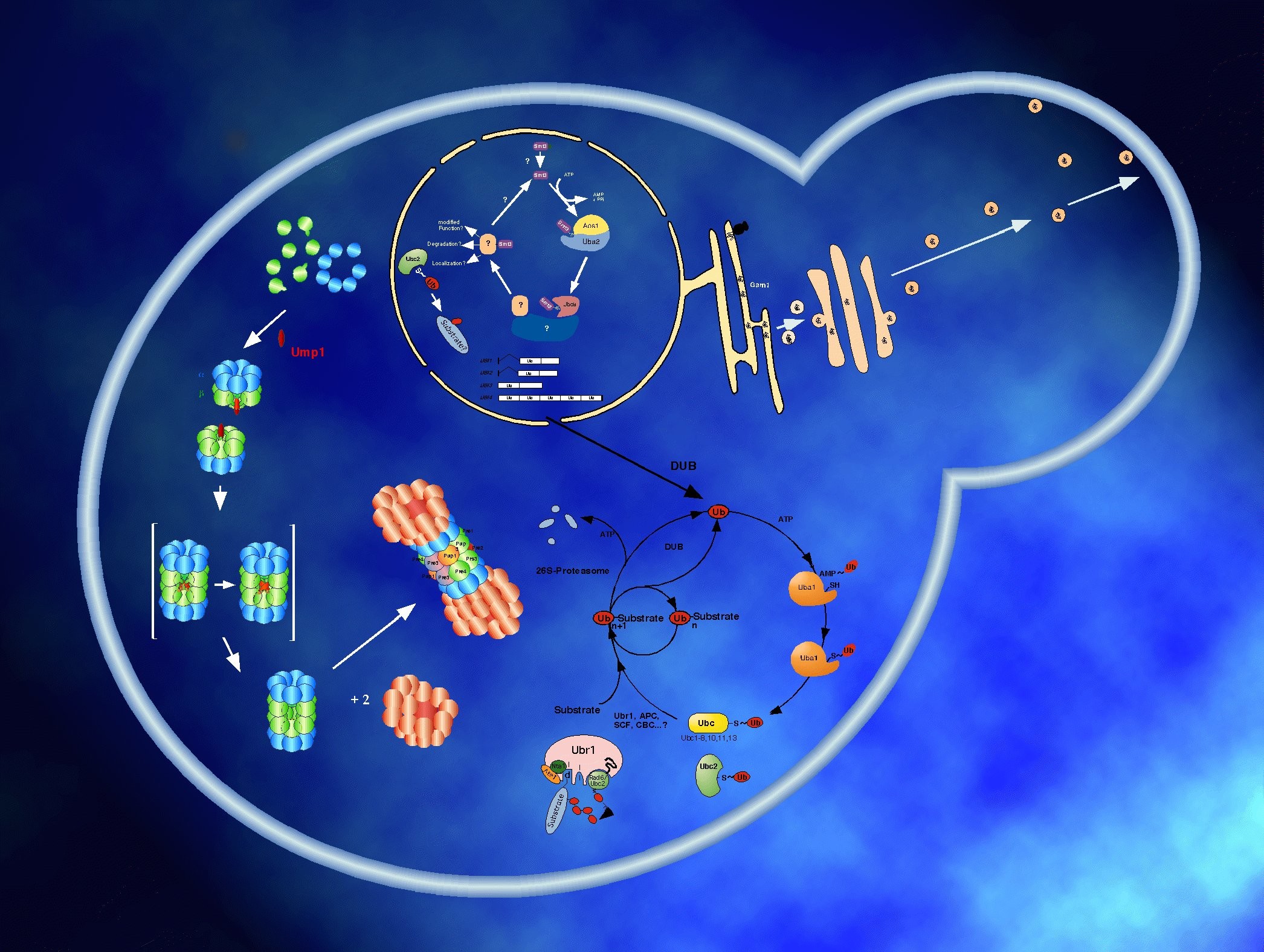 Virus Medical Biology Detail Medicine Psychedelic Science - Yeasts In Molecular Genetics - HD Wallpaper 