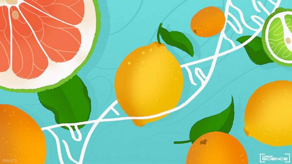 Citrus Fruits - HD Wallpaper 