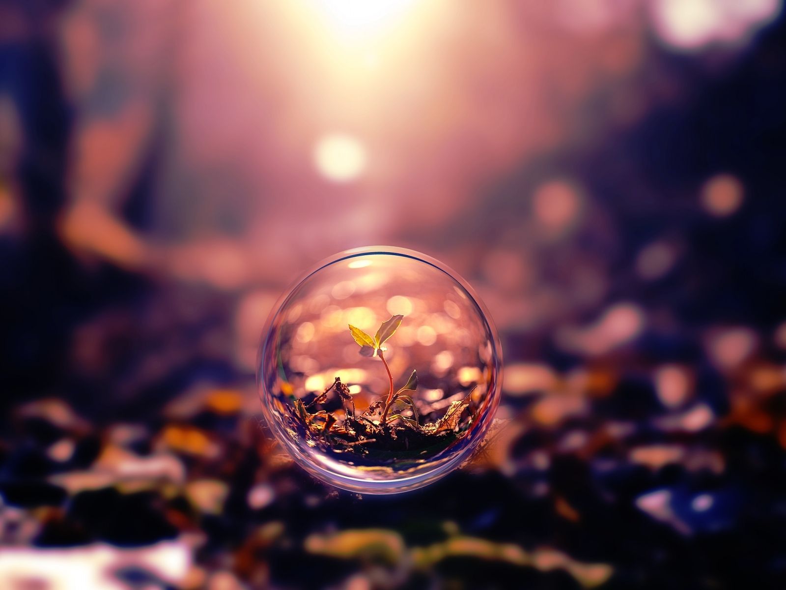 Balloon Flight Plant - HD Wallpaper 