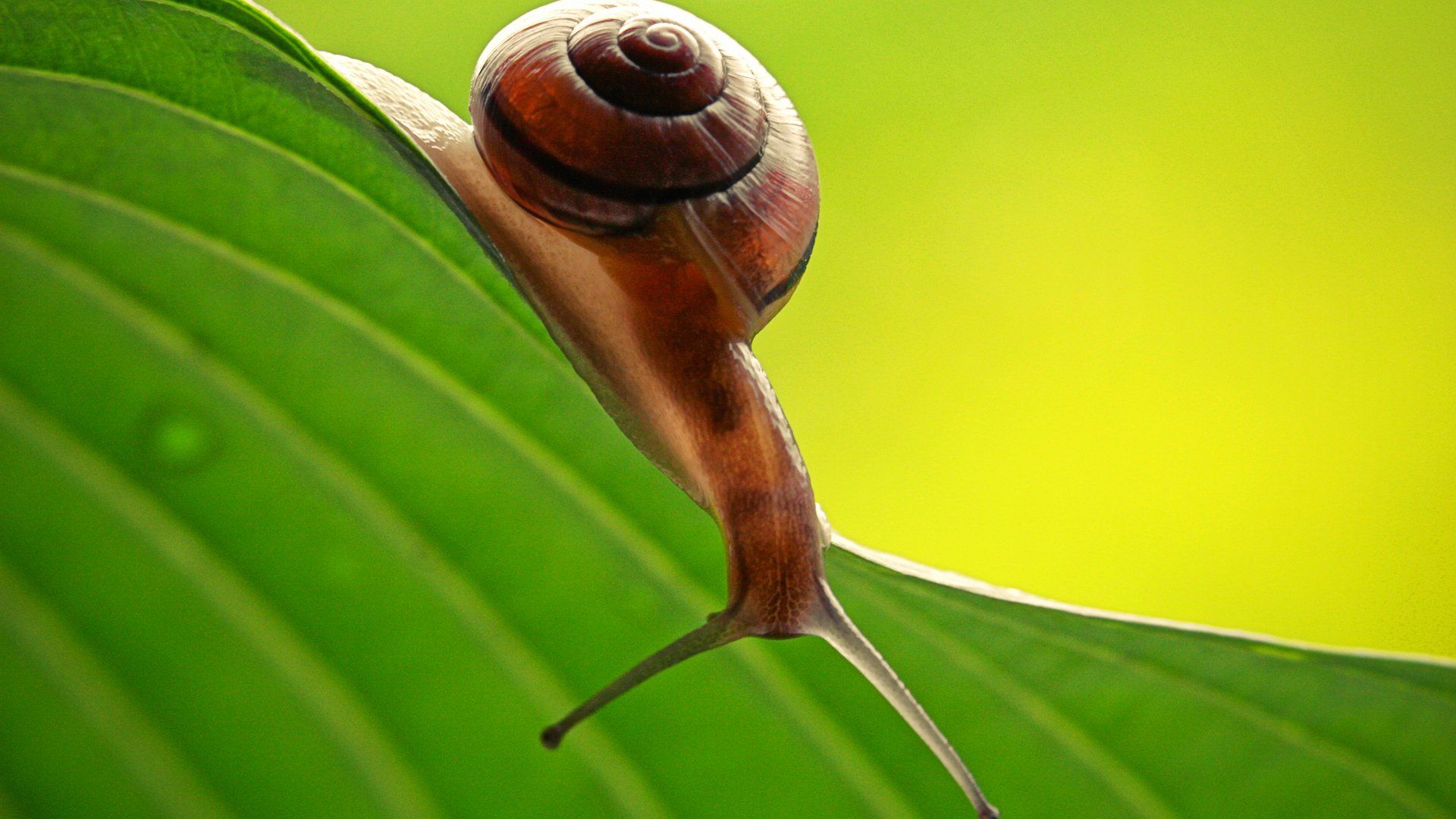 Beautiful Big Transparent Snail Wallpaper Full Hd Free - Snail - HD Wallpaper 