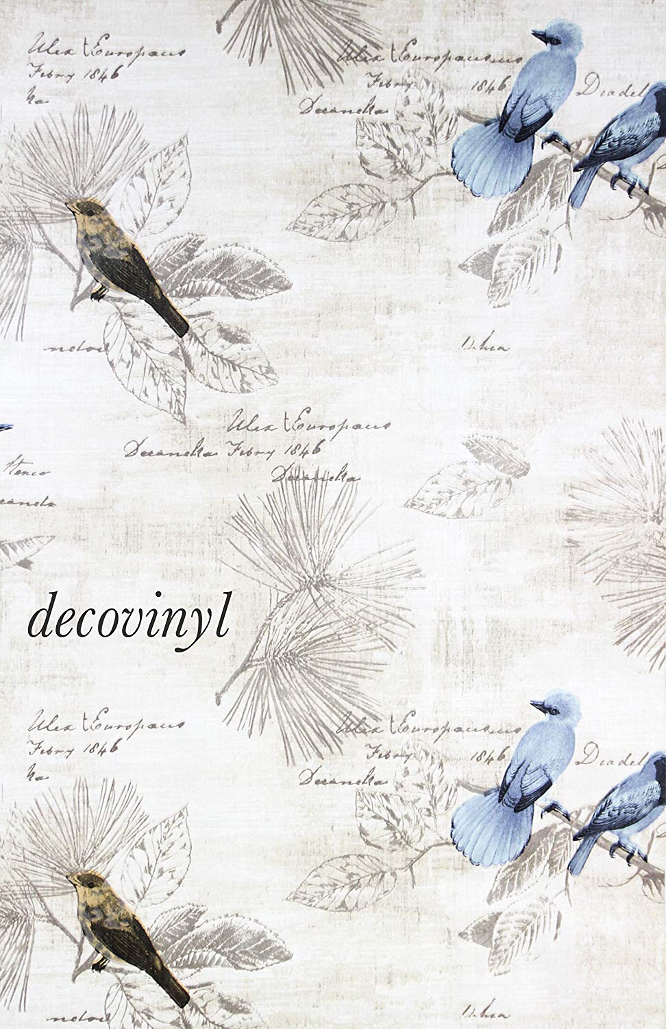 African Grey - HD Wallpaper 