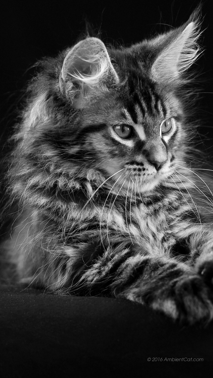 Hintergrundbilder Katze Schwarz - HD Wallpaper 