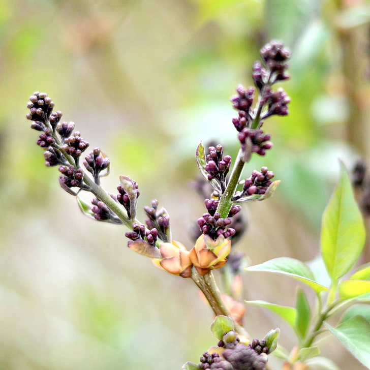 English Lavender - HD Wallpaper 