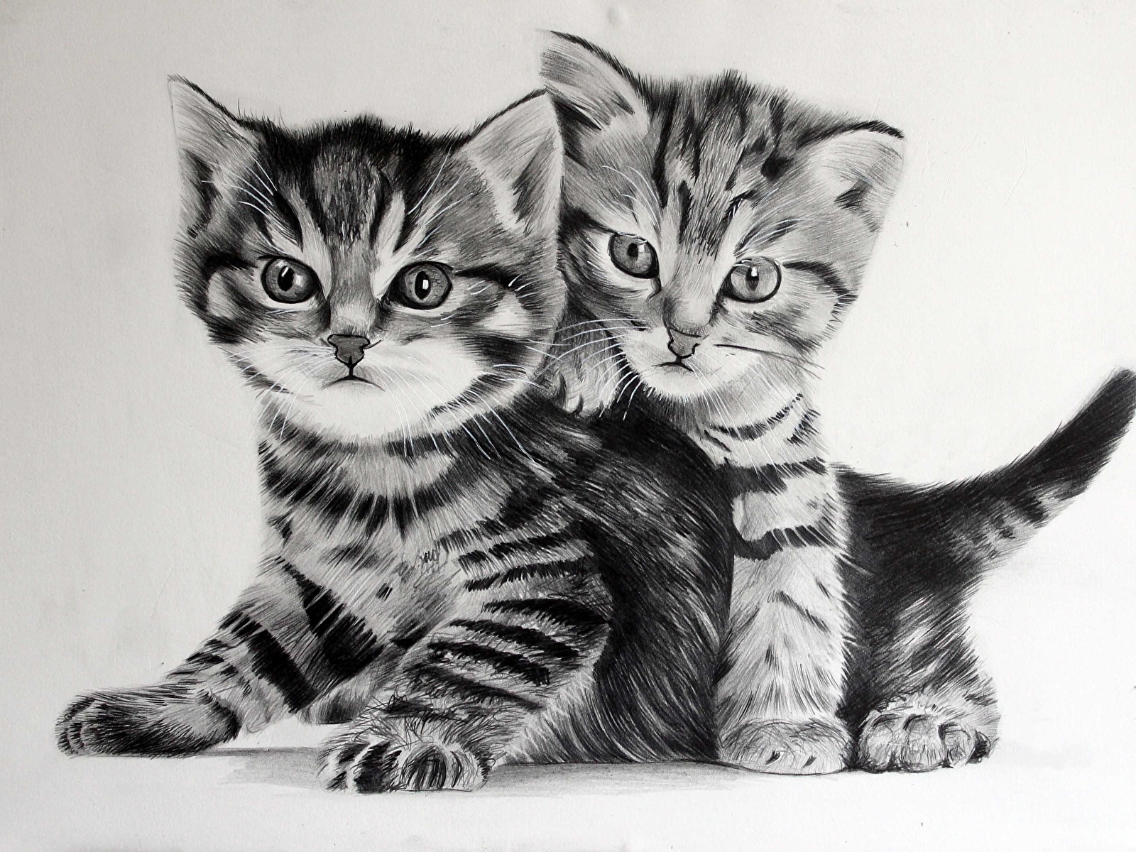 Gatitos En Blanco Y Negro - HD Wallpaper 