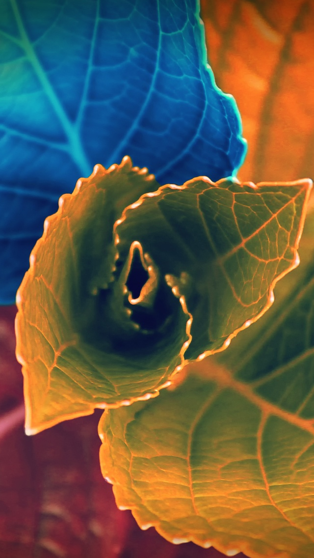 Colors Of Leaves Iphone Wallpaper - Colourful Leaf Wallpaper Hd - HD Wallpaper 