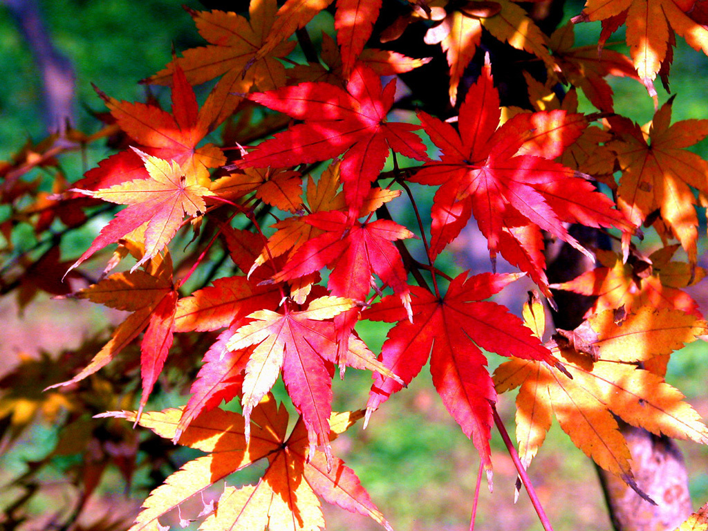 Autumn Wallpaper - Full Hd Colour Tree Background - 1024x768 Wallpaper -  