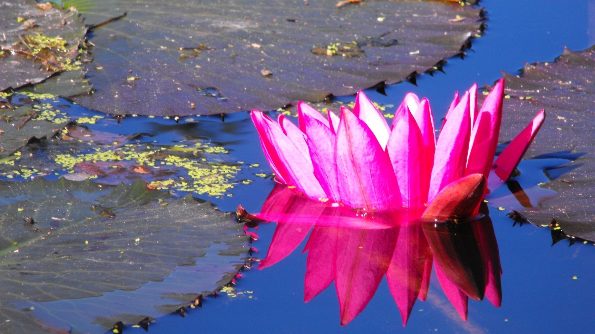 Hintergrundbilder Bunt Mit Blume 1920x1080 Wallpaper Teahub Io