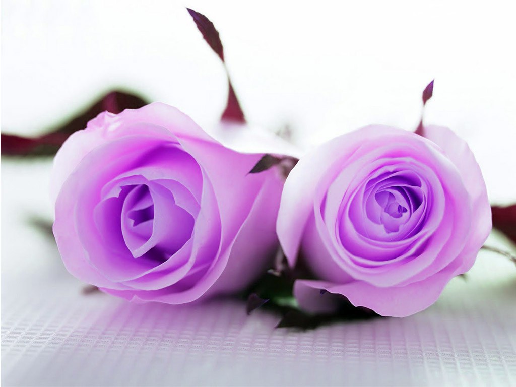 Cute Wallpapers For Laptop Full Screen - Cute Images Hd Rose - 1024x768 Wallpaper Cute Wallpapers For Laptop Full Screen - Cute Images Hd Rose - 1024x768 Wallpaper