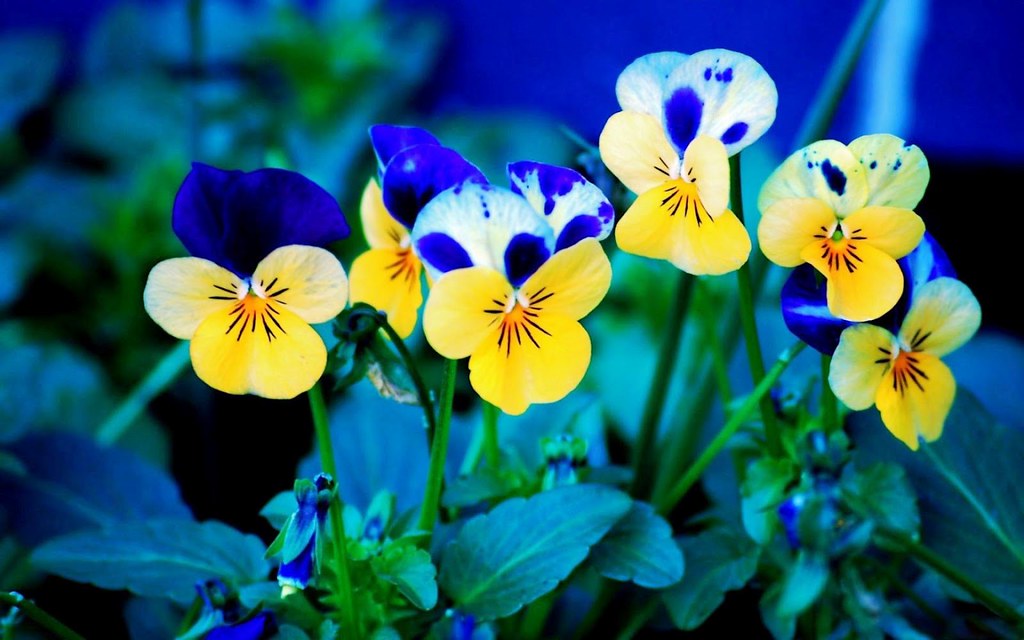 Фото Цветов Анютины Глазки - HD Wallpaper 